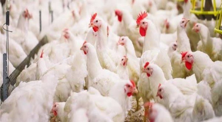 صناعة الدواجن في ظل مهددات الإغراق و السبل الكفيلة لحل المشكلة